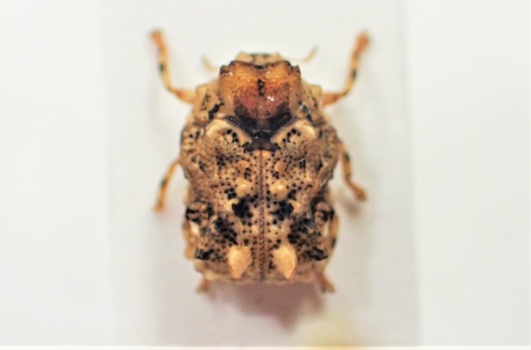 南米コブハムシの仲間 ２ 南米コブハムシの仲間 2 <0729z昆虫標本>